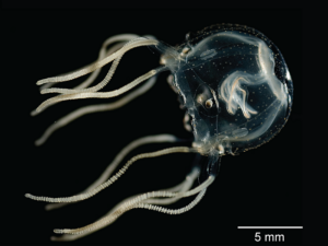 Tripedalia cystophora jellyfish