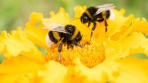 bumble bee