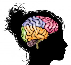 Structural changes in the women’s brain during the menstrual cycle? womens brain menstrual cycle