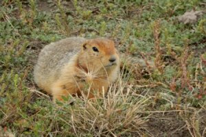 Ancient DNA Uncovered: How Frozen Squirrel Feces Is Preserving Genetic Material from Hundreds of Species