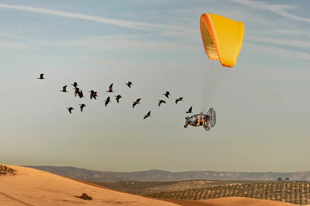 Award-Winning Dramatic Photo Captures Ibis on Its Journey to Winter Home
