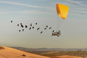 Award-Winning Dramatic Photo Captures Ibis on Its Journey to Winter Home