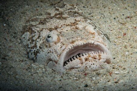 Beware: This Hidden Fish Beneath the Sand Can Cause Beachgoer Distress