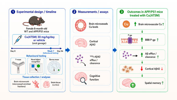 Breakthrough Copper-Based Drug Fights Alzheimer’s Plaques and Enhances Memory in Mice