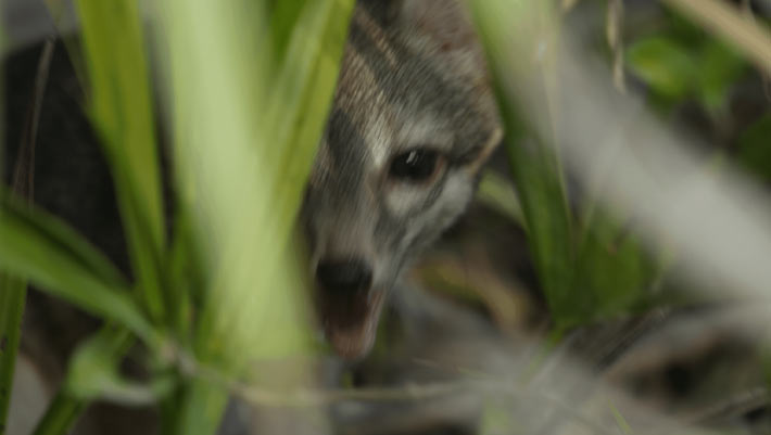 Breakthrough: First Images of Cozumel Dwarf Fox Captured by Scientists