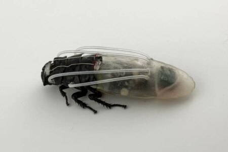 Breakthrough: Remotely Controlled Swarm of Cockroaches Capable of Breathing Underwater