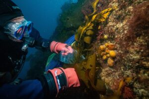 Breakthrough in Cancer Research: Antarctic Creature Holds Promise for New Treatments