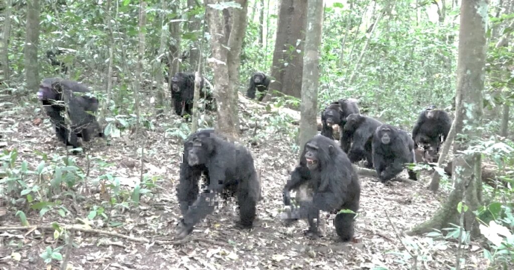 Chimpanzees Exhibit Increased Aggression After Social Division: Exclusive Video Analysis