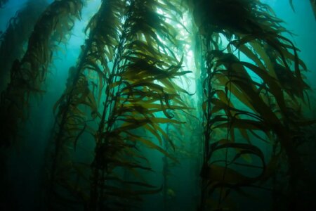 Could Promising Natural Technologies for CO2 Removal Have Unintended Consequences?