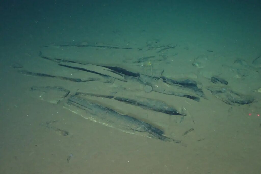 Discoveries of Millions of Fossilized Whale Bones Unearthed in Deep Sea ‘Graveyard’