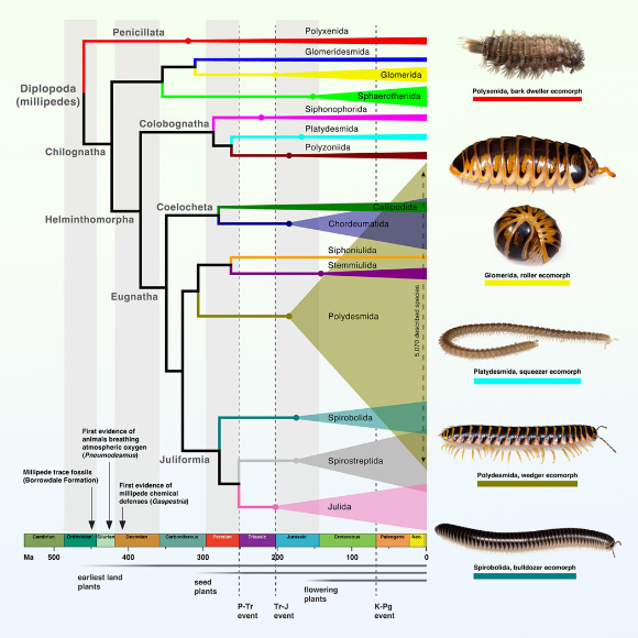 Entomologists Uncover the Evolutionary Journey of Millipedes