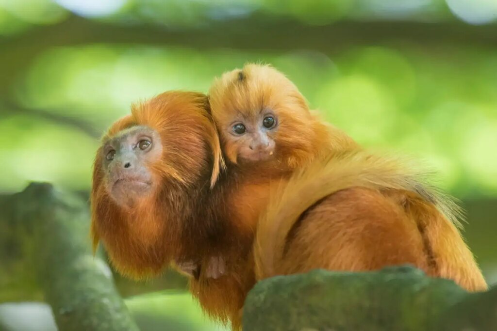 Exploring the Challenges of Childbirth in Primates: Why It’s Often Harder Than in Humans