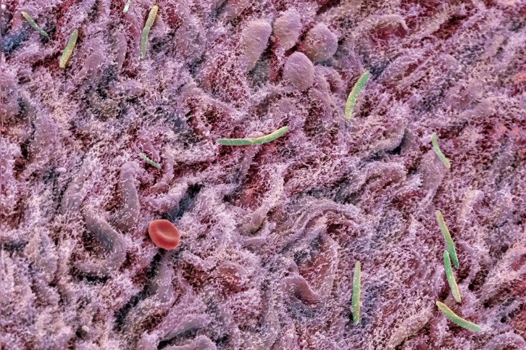 Fecal Transplants Improve Brain Function in Aging Mice: A Promising Research Breakthrough