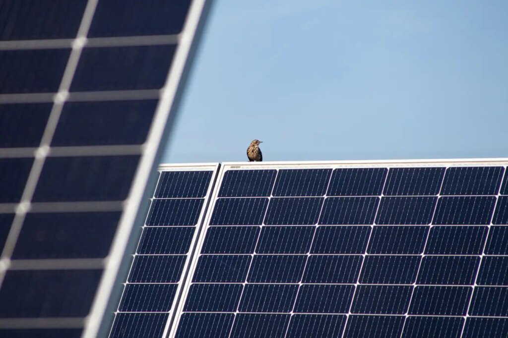Flourishing Wildlife on Solar Farm Developed from Restored Peatland
