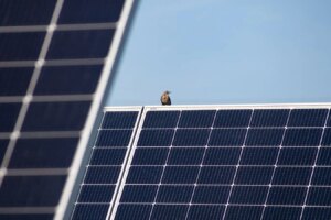 Flourishing Wildlife on Solar Farm Developed from Restored Peatland