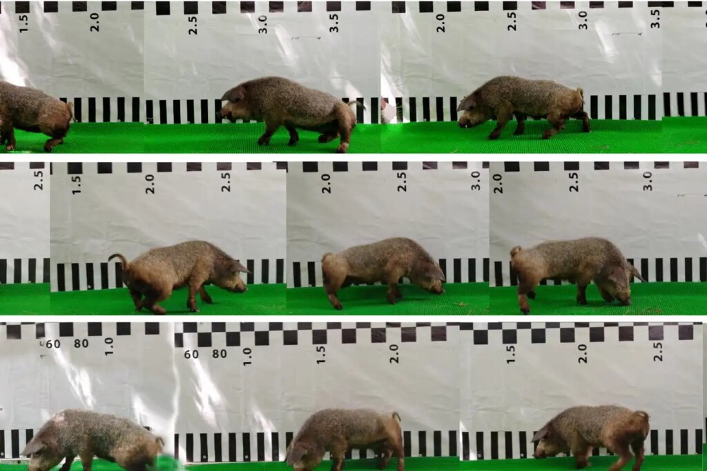 Fusive Neurosurgery Restores Mobility in Paralyzed Pigs – Could Humans Be Next?