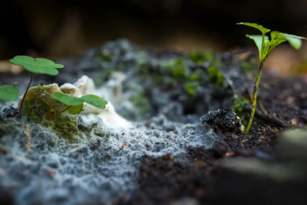 Global Map Uncovers Extensive Underground Fungal Network: Insights into Mycelium and Ecosystem Health