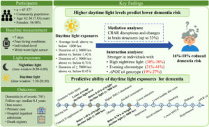 How Daily Bright Light Exposure Can Help Prevent Dementia
