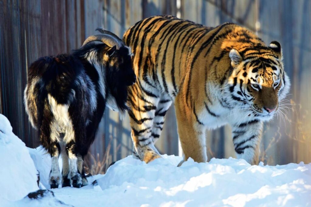 How a Tiger and Goat Became Best Friends Instead of Foes