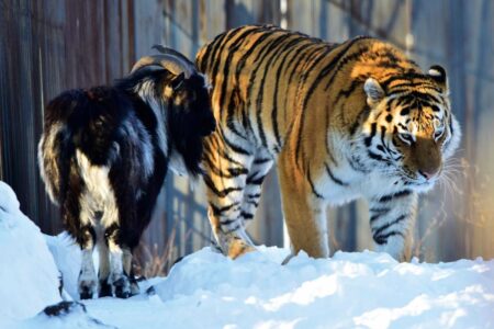 How a Tiger and Goat Became Best Friends Instead of Foes