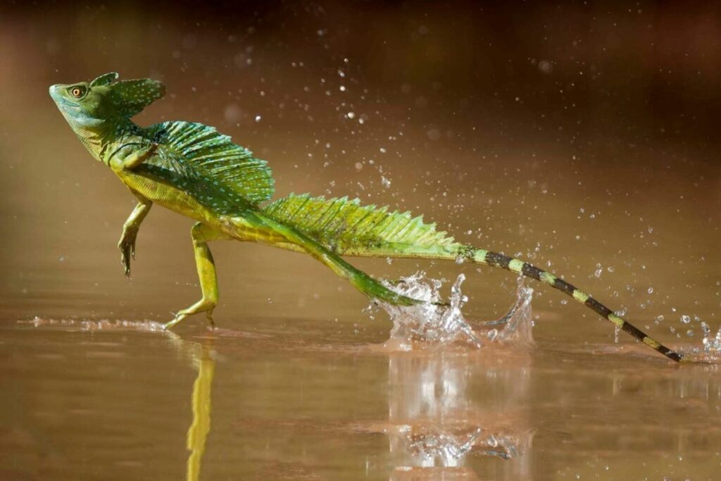 Incredible Footage of Jesus Christ Lizard Running on Water
