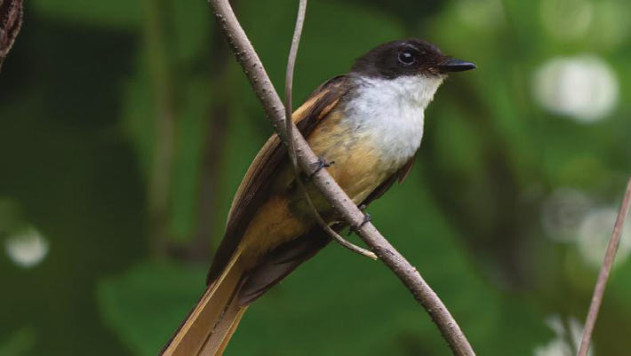 New Bird Species Discovered by Ornithologist on Remote Indonesian Island