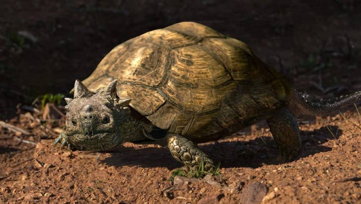 New Horned Turtle Species Discovered in Patagonia Fossil Find
