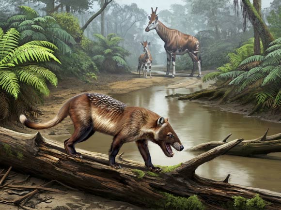 New Hyaenodont Species Discovered by Paleontologists in Pakistan