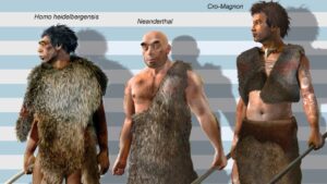 New Research Challenges Long-Standing Beliefs About Human Ancestors’ Growth Trends