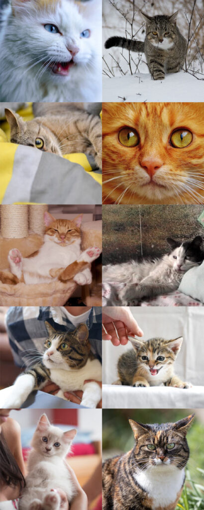 New Research Shows Domestic Cats Age Similar to Humans: What You Need to Know