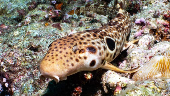 New Walking Shark Species Discovered Near Papua New Guinea Coast