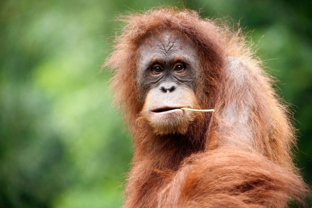 Orangutans Use Specific Plants for Infection Treatment and Wound Healing, Reveals Surprising Study