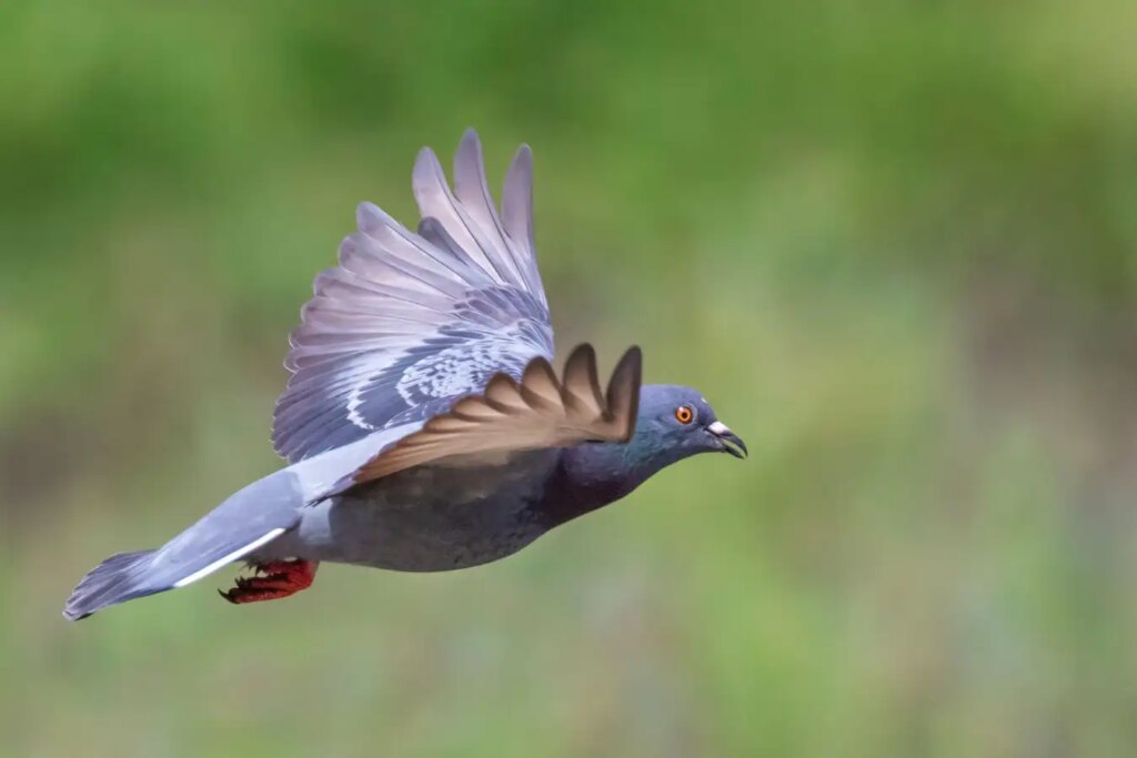 Pigeons Maintain Focused Eye Fixation While Flying