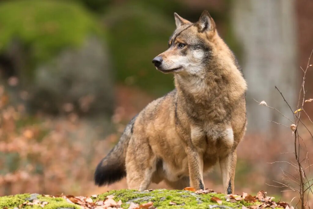 Rare Camera Trap Footage Reveals Wolves Hunting European Bison