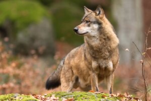 Rare Camera Trap Footage Reveals Wolves Hunting European Bison