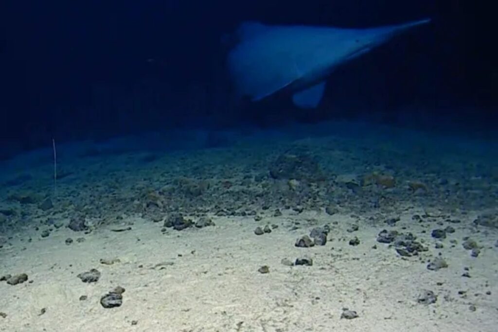 Rare Footage: This Unusual Shark Captured in Its Natural Habitat