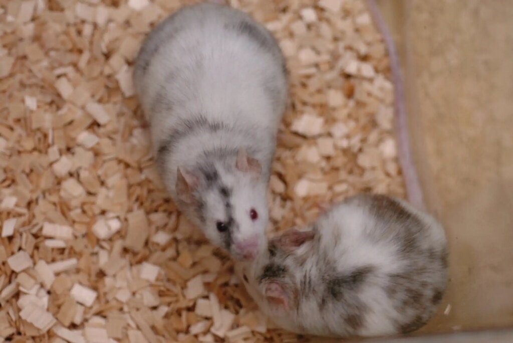 Reviving Frozen Rat Chromosomes in Mice: A Breakthrough in Genetic Research
