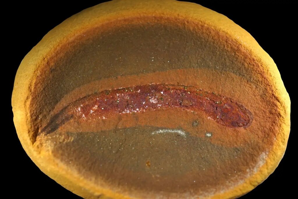 Stunning Fossils Reveal the Epic Journey of Land Animals’ Conquest