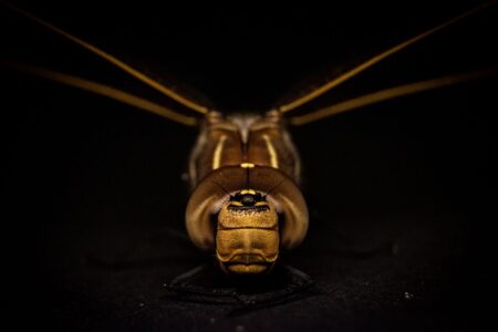 The Shocking Truth: Why Giant Insects Might Be Here to Stay