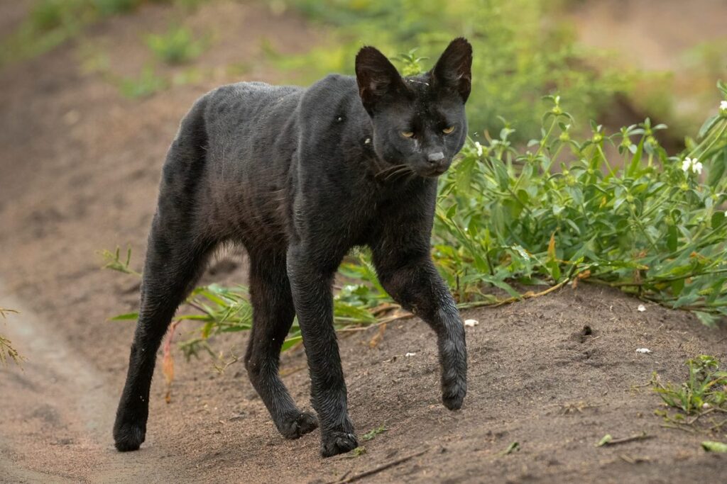 The World’s Most Unpredictable Cat: Surprising Appearances in Unexpected Places