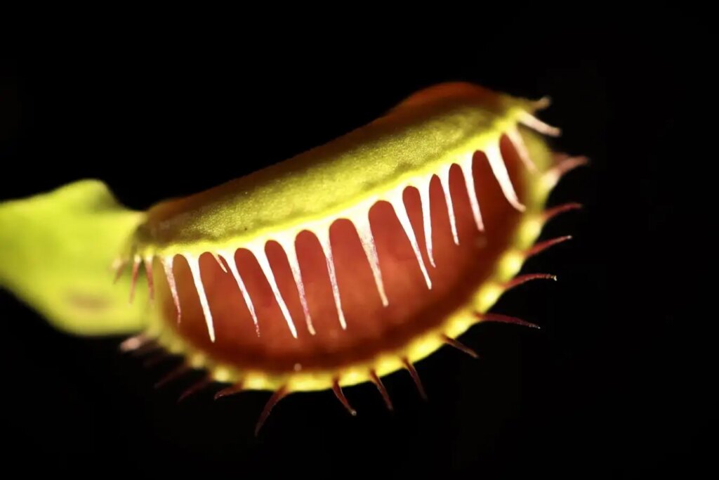 Understanding How the Venus Flytrap Snaps Shut: Latest Discoveries Revealed