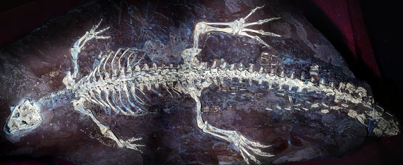 Unearthing the Secrets of a 125-Million-Year-Old Crocodile Relative: Discover Its True Identity