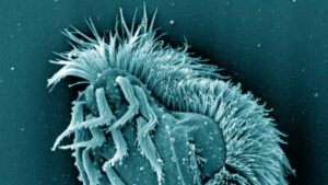 When Food is Scarce: This Single-Celled Organism Becomes a Giant Man-Eater for Survival