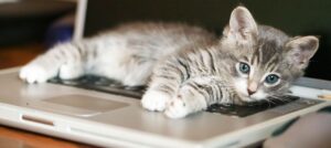 Why Does Your Cat Love Sitting on Your Laptop? Uncover the Surprising Reasons