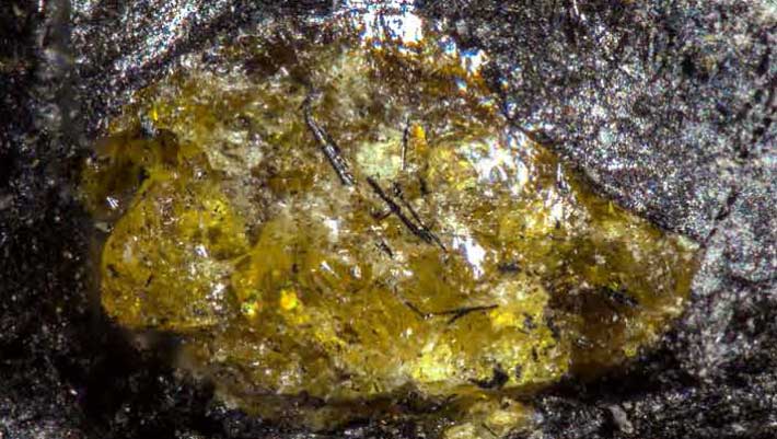 385 Million-Year-Old Amber Unearthed in China: A Remarkable Paleontological Find
