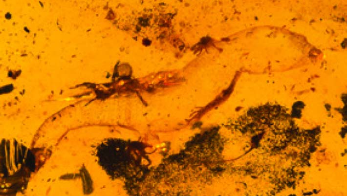 Ancient Male Gecko Fossil Found in Kachin Amber: The Oldest Known Specimen