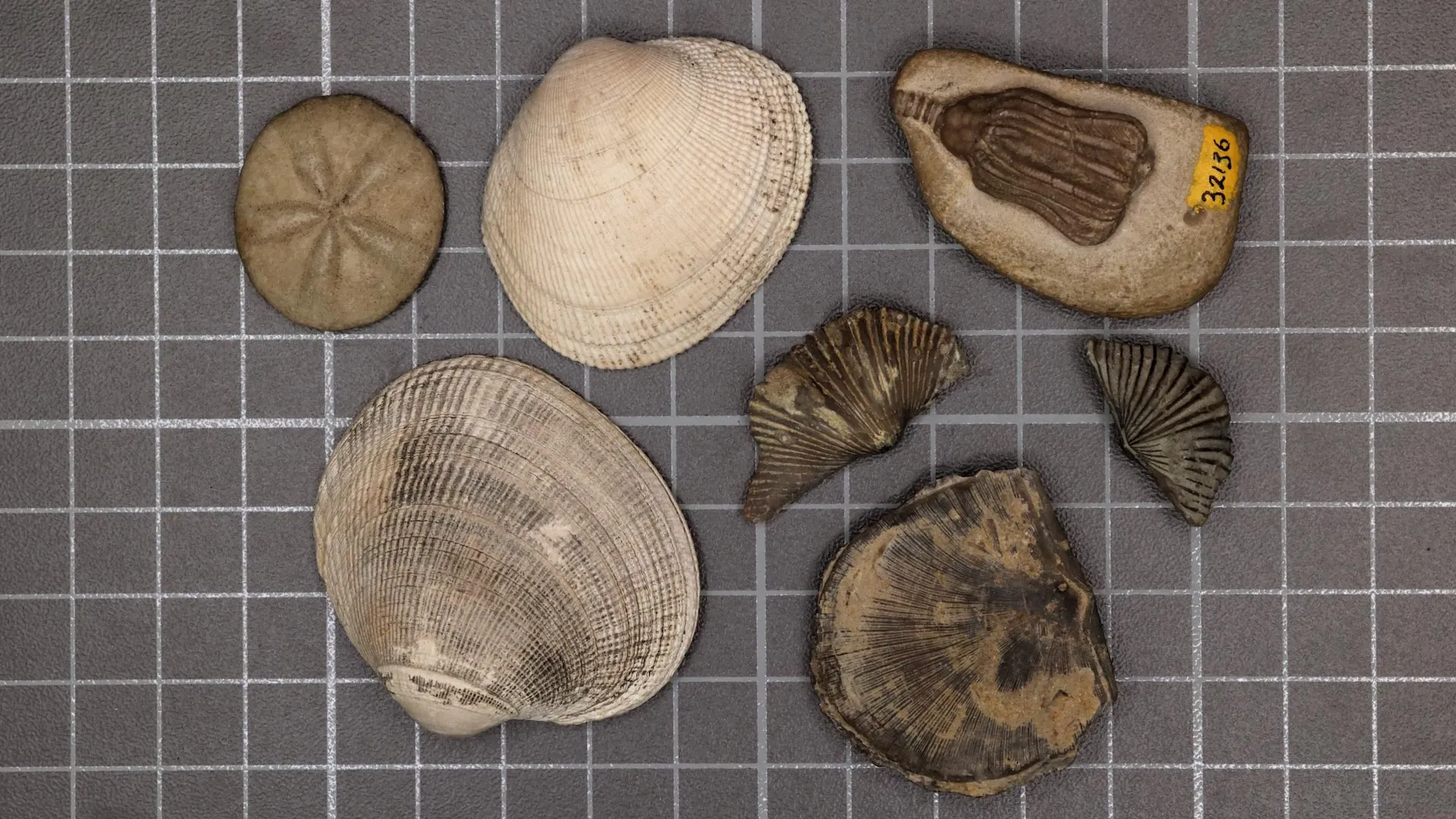 Breakthrough Discovery: Scientists Unravel the Mystery Behind Earth’s Largest Mass Extinction