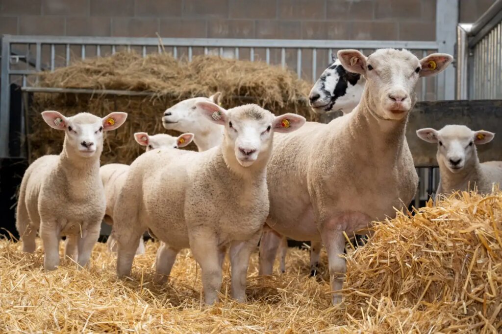 Breakthrough in IVF: Lambs Born from Highly Immature Eggs Show Remarkable Progress