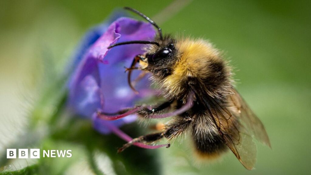 Britain’s Bumblebees Emergence: How Heatwaves Stimulate Activity