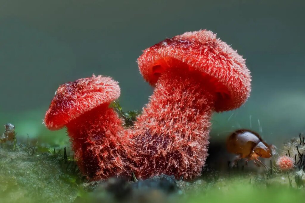 Captivating Fungi Photography: Discover the Intricate Beauty of Mushrooms